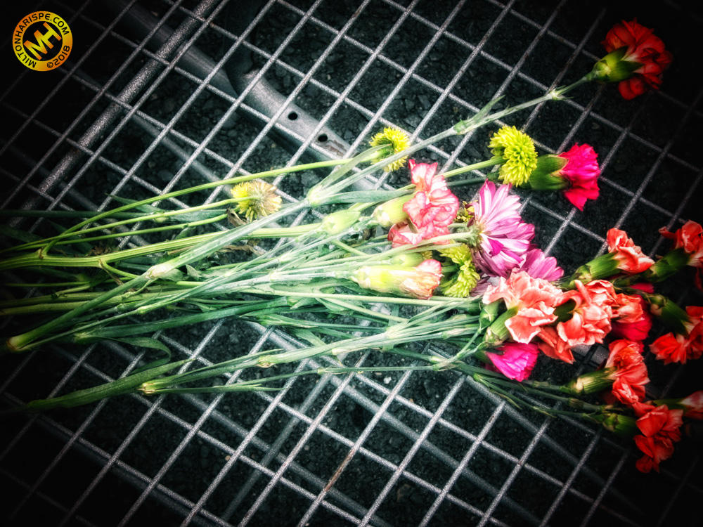 IMG_0107-Edit (2).jpg